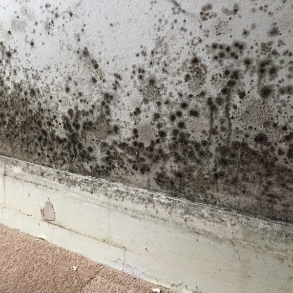Section of a wall with black mould.